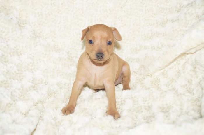 小ぶり！！【レッド】女の子（020801）ミニチュアピンシャー