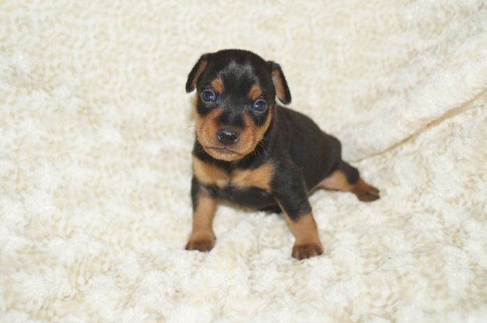 【ブラックタン】男の子（020901）ミニチュアピンシャー