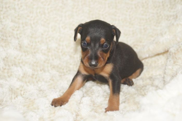 【ブラックタン】男の子（022201）ミニチュアピンシャー