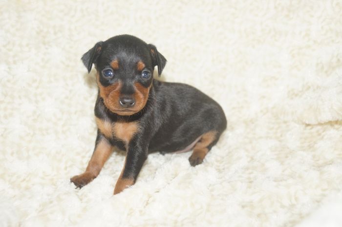 【ブラックタン】男の子（022202）ミニチュアピンシャー