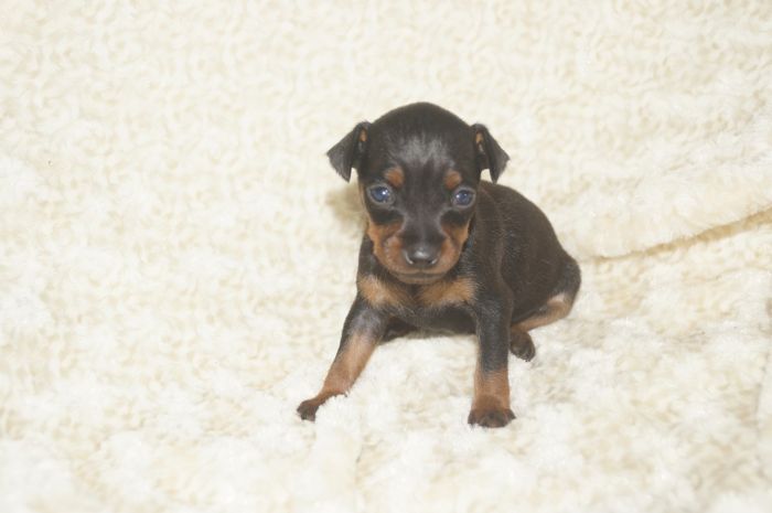 小ぶり！！【ブラックタン】女の子（022203）ミニチュアピンシャー