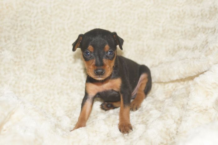 【ブラックタン】男の子（022301）ミニチュアピンシャー