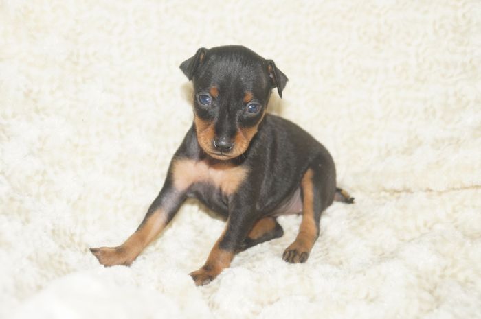 小ぶり！！【ブラックタン】女の子（022302）ミニチュアピンシャー