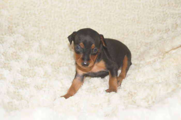 小ぶり！！【ブラックタン】女の子（022303）ミニチュアピンシャー