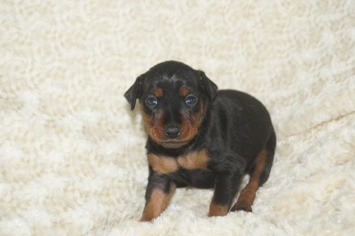 【ブラックタン】男の子（030801）ミニチュアピンシャー