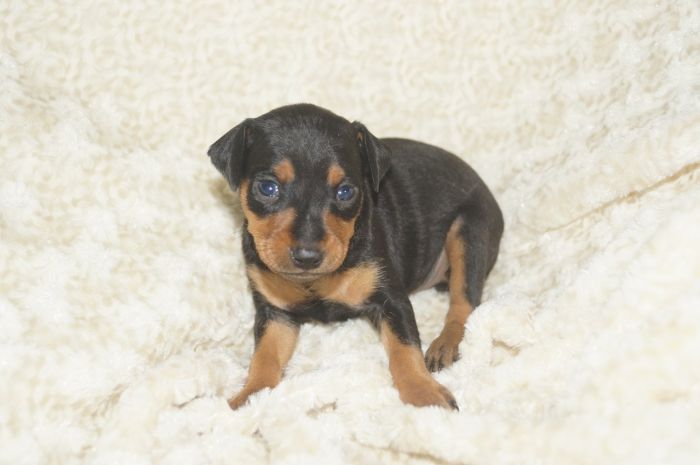 【ブラックタン】男の子（030802）ミニチュアピンシャー