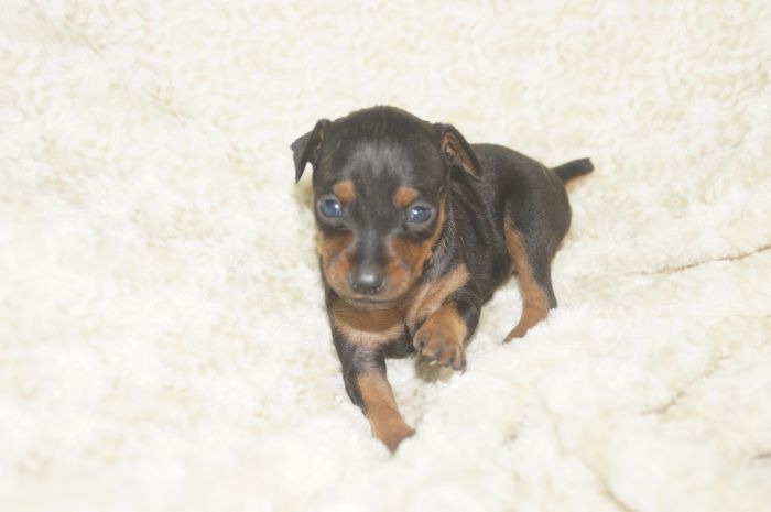 小ぶり！！【ブラックタン】女の子（030803）ミニチュアピンシャー