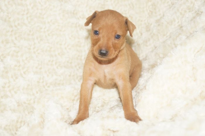 【レッド】女の子（030804）ミニチュアピンシャー