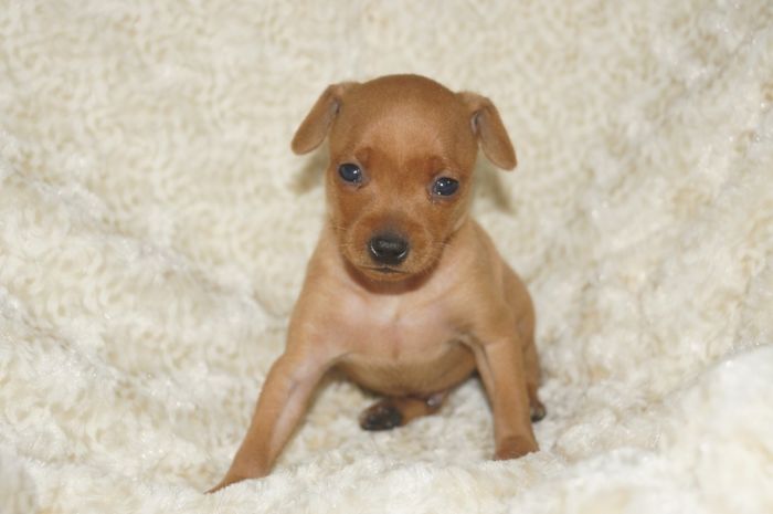 小ぶり！！【レッド】男の子（031501）ミニチュアピンシャー