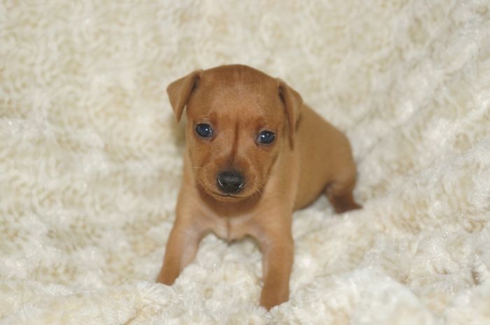 小ぶり！！【レッド】女の子（031502）ミニチュアピンシャー