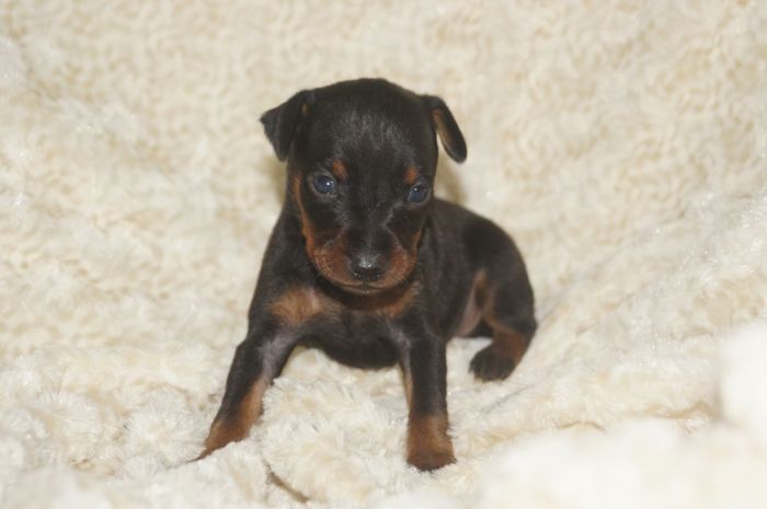 小ぶり！！【ブラックタン】男の子（032201）ミニチュアピンシャー