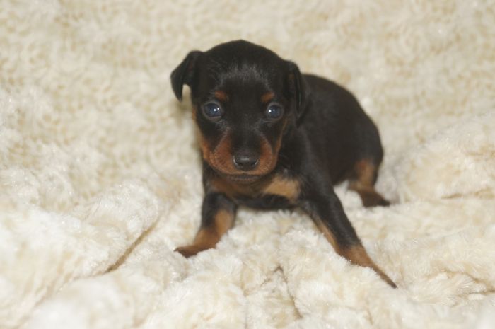 小ぶり！！【ブラックタン】女の子（032202）ミニチュアピンシャー