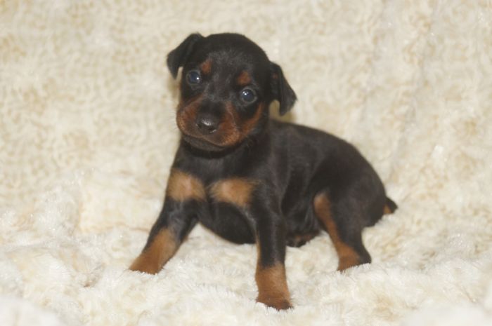 【ブラックタン】女の子（032203）ミニチュアピンシャー