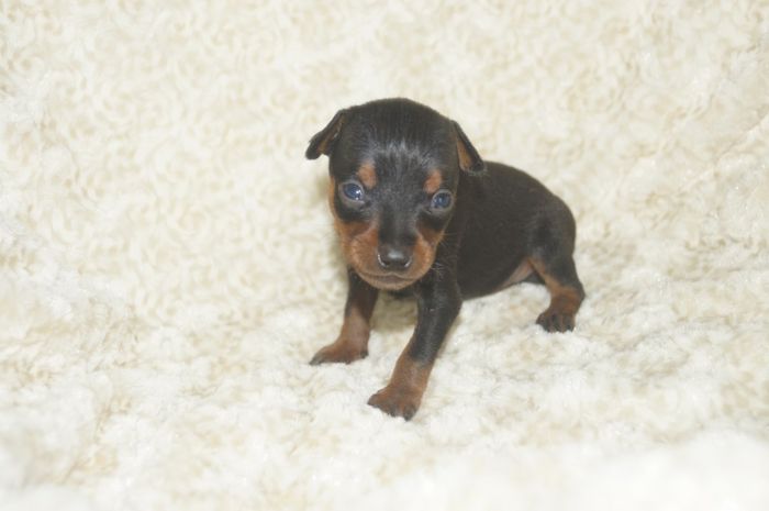 小ぶり！！【ブラックタン】男の子（041001）ミニチュアピンシャー