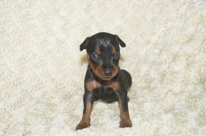 【ブラックタン】男の子（041002）ミニチュアピンシャー