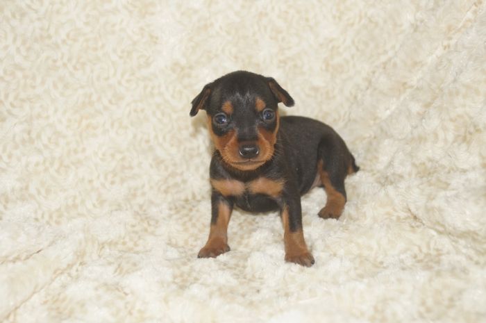 【ブラックタン】男の子（041003）ミニチュアピンシャー