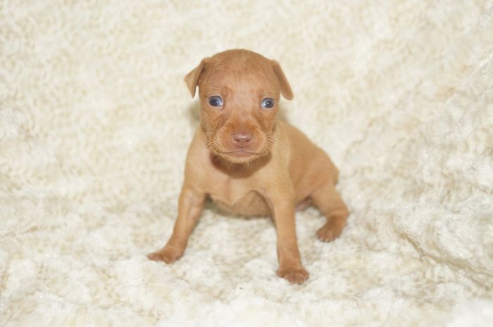 【レッド】男の子（040901）ミニチュアピンシャー