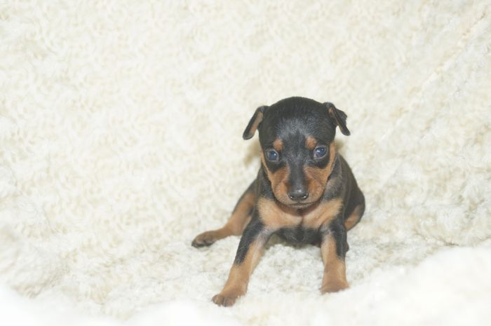 美人！！【ブラックタン】女の子（040902）ミニチュアピンシャー