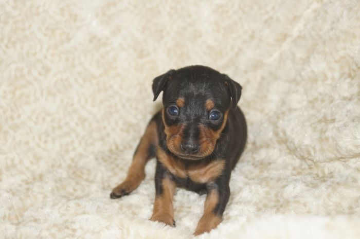 【ブラックタン】男の子（040903）ミニチュアピンシャー