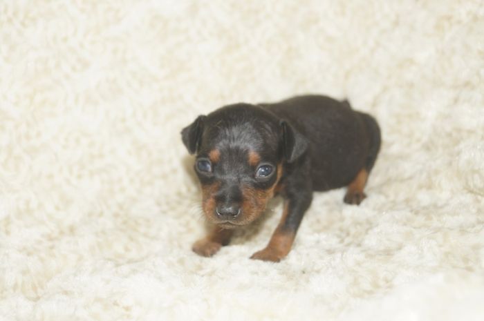 小ぶり！！【ブラックタン】男の子（040904）ミニチュアピンシャー