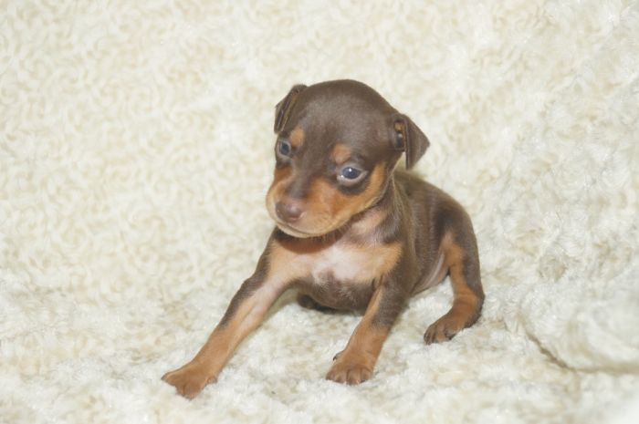 人気色！！【チョコタン】女の子（040905）ミニチュアピンシャー