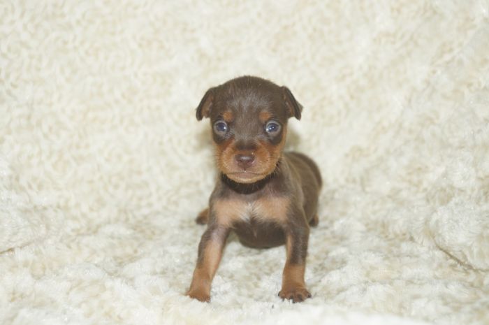 人気色！！【チョコタン】男の子（040906）ミニチュアピンシャー