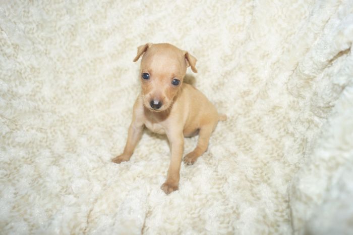 小ぶり！！【レッド】女の子（041701）ミニチュアピンシャー