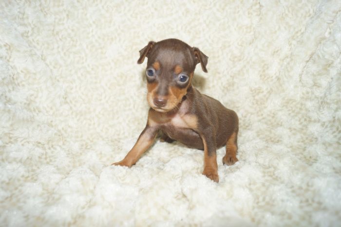 人気色小ぶり！！【チョコタン】女の子（041702）ミニチュアピンシャー