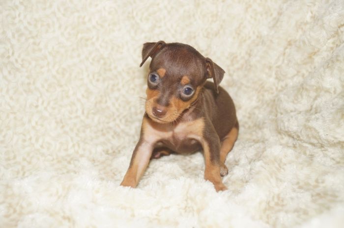 人気色小ぶり！！【チョコタン】女の子（041703）ミニチュアピンシャー