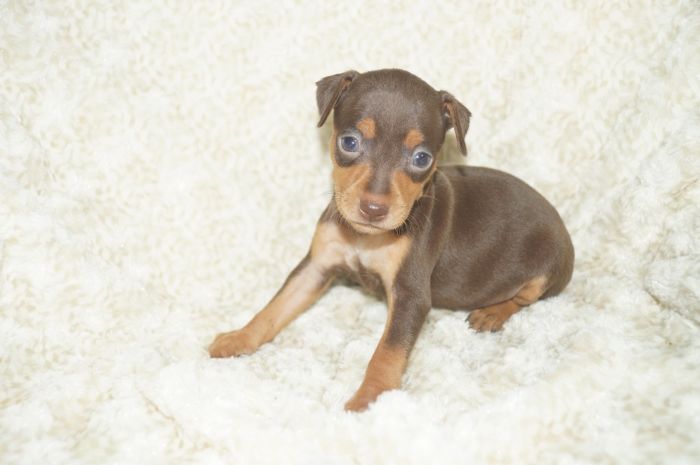 人気色小ぶり！！【チョコタン】女の子（041704）ミニチュアピンシャー