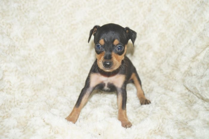 小ぶり美人！！【ブラックタン】女の子（041705）ミニチュアピンシャー