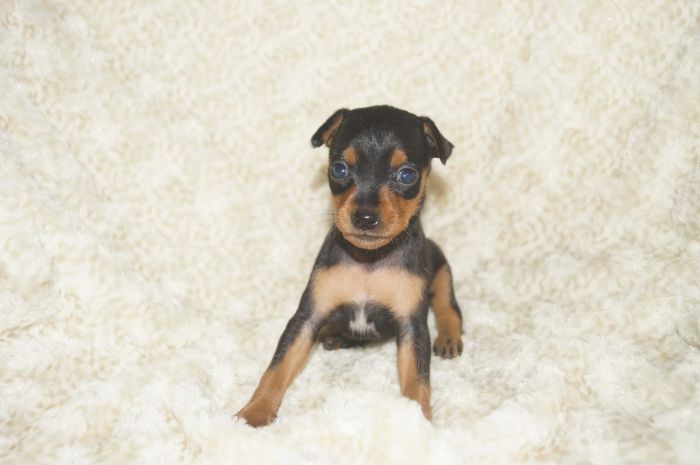 小ぶりイケメン！！【ブラックタン】男の子（041802）ミニチュアピンシャー