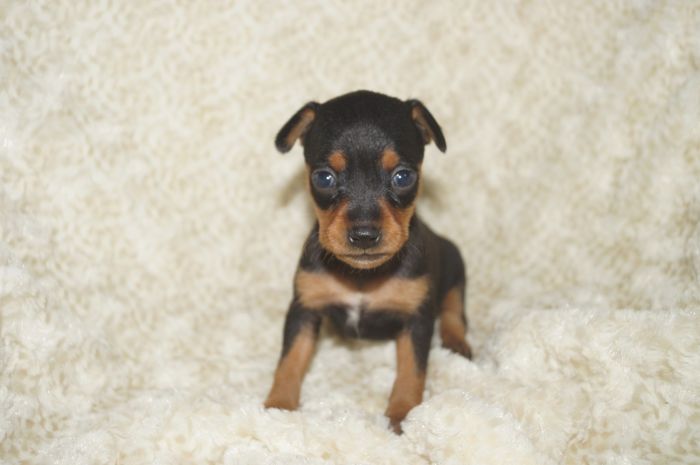 小ぶりイケメン！！【ブラックタン】男の子（041801）ミニチュアピンシャー