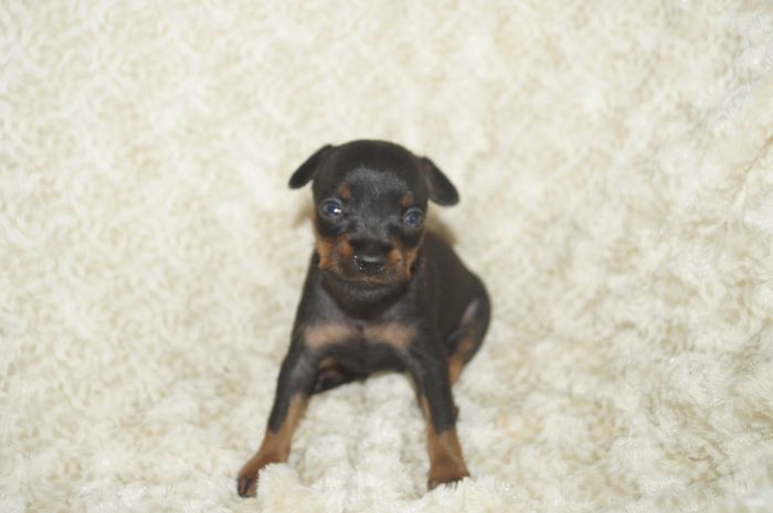 小ぶり！！【ブラックタン】男の子（041903）ミニチュアピンシャー