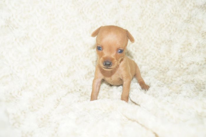 極小！！【レッド】女の子（041901）ミニチュアピンシャー