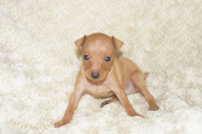 小ぶり！！【レッド】男の子（042701）ミニチュアピンシャー