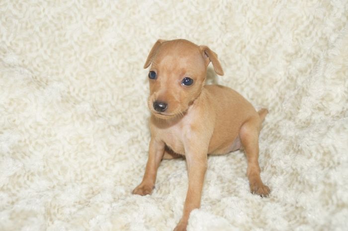 小ぶり！！【レッド】女の子（042702）ミニチュアピンシャー