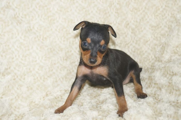 小ぶり！！【ブラックタン】男の子（042703）ミニチュアピンシャー