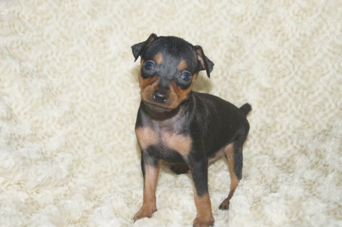 小ぶり！！【ブラックタン】男の子（042704）ミニチュアピンシャー