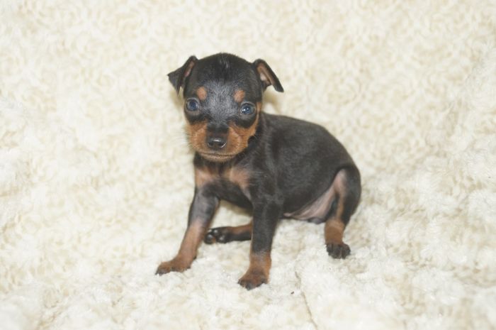 小ぶり！！【ブラックタン】女の子（042705）ミニチュアピンシャー