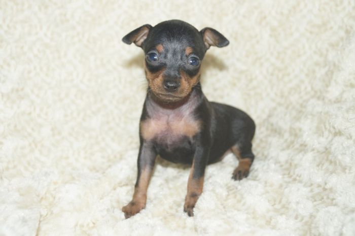 小ぶり！！【ブラックタン】女の子（042706）ミニチュアピンシャー