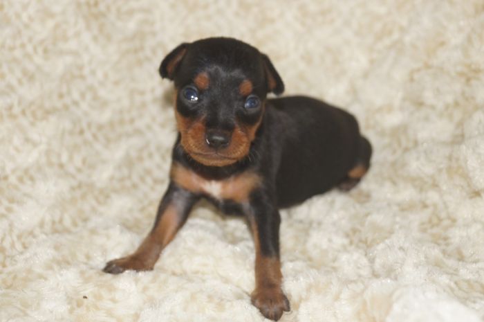 小ぶり！！【ブラックタン】女の子（051004）ミニチュアピンシャー