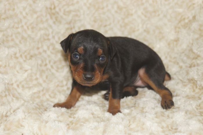 小ぶり！！【ブラックタン】女の子（051003）ミニチュアピンシャー