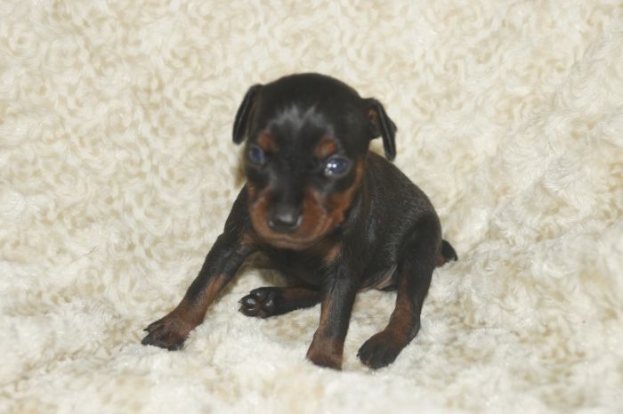 小ぶり！！【ブラックタン】女の子（051002）ミニチュアピンシャー