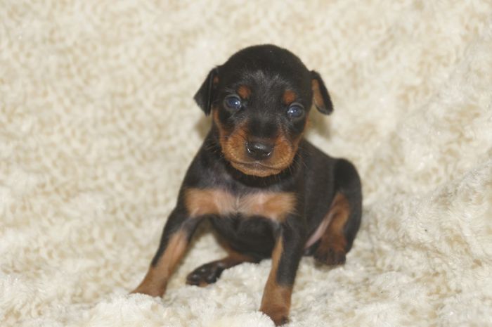 【ブラックタン】女の子（051001）ミニチュアピンシャー