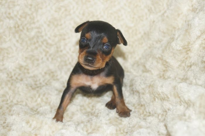 小ぶり！！【ブラックタン】男の子（051005）ミニチュアピンシャー