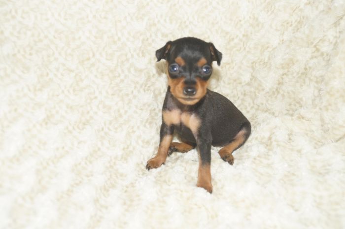 小ぶり美人！！【ブラックタン】女の子（051703）ミニチュアピンシャー