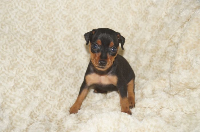 小ぶり！！【ブラックタン】女の子（051702）ミニチュアピンシャー