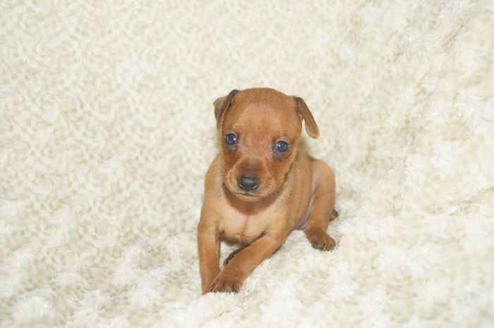 小ぶり！！【レッド】男の子（051701）ミニチュアピンシャー