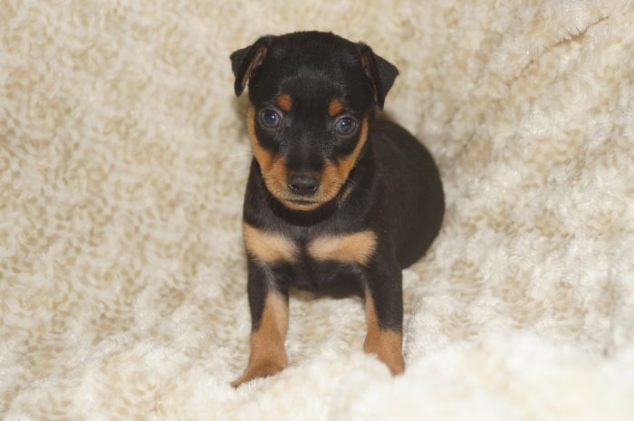 【ブラックタン】男の子（052301）ミニチュアピンシャー